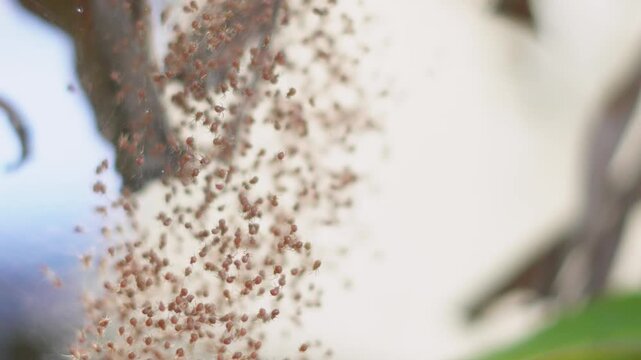 Macro close up of hundreds of tiny baby spiders crawling on a web, crowd of newborn spiderlings emerging from an egg sac in nature.