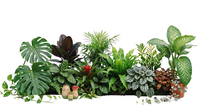 Green plant on a transparent background