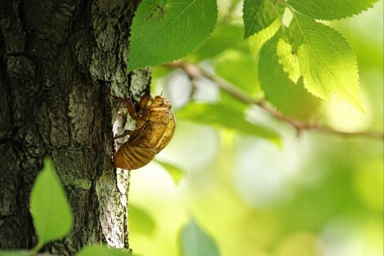 Empty cicada shell on tree bark with green leaves, symbolic transformation in soft morning light.