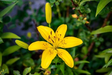 Fototapeta premium Asiatic Lily