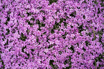 Fototapeta premium Blooming creeping phlox, Phlox subulata, growing in a spring garden. Colorful ground cover perennial with delicate flowers, perfect for rock gardens, landscaping