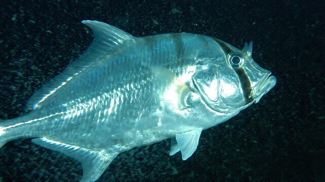 Single Hatchetfish Reflecting Faint Bioluminescent Light with Silver Body