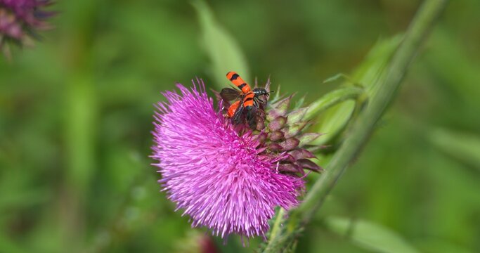 Macro - Red insect on a lilac flower.