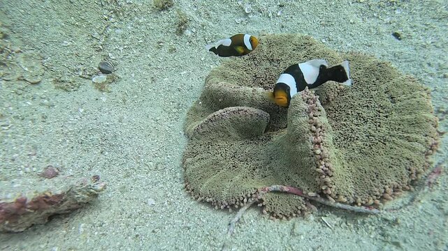 タイのタオ島周辺で撮影したイソギンチャクに群がるトウアカクマノミの成魚と幼魚の巨大なコロニー