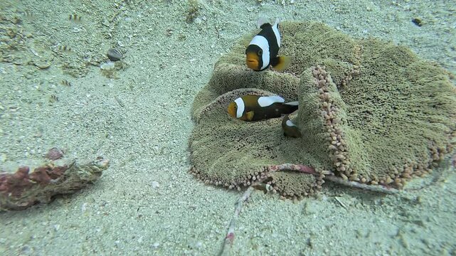 タイのタオ島周辺で撮影したイソギンチャクに群がるトウアカクマノミの成魚と幼魚の巨大なコロニー