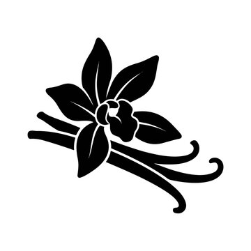 Elegant vanilla orchid illustration for floral design. Botanical flower vector art for nature-themed projects. Botanical illustration for packaging...