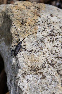 barbel beetle on a rock in the wild