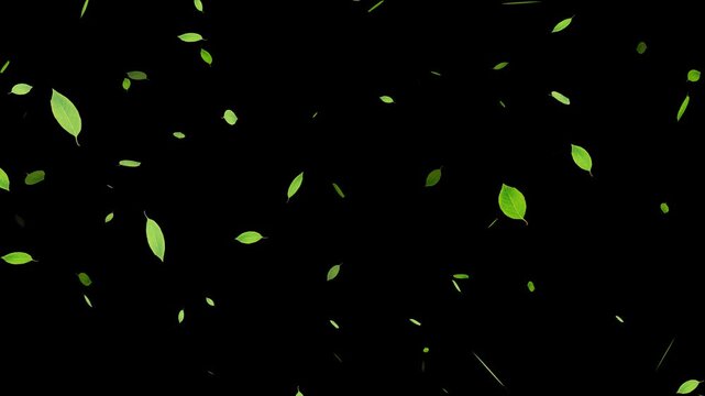 Green leaves are flying in slow motion. Green Leaves flying with Alpha Channel, Autumn spring season leaves fall,
Falling Leaves Storm &ndash; Whirlwind of Autumn Foliage Loop

