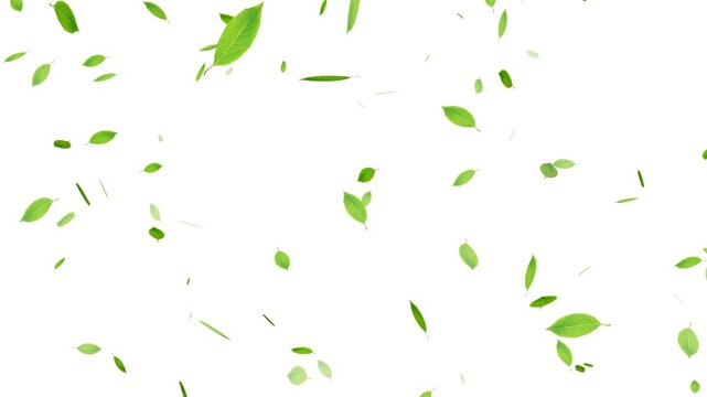 Falling Green Leaf, Autumn leaves falling animation overlay, Realistic green leaf fall animation, falling green leaves on white background.
3D animation of a mint leaves flow with alpha layer