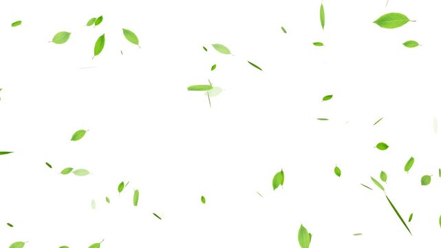 Falling Green Leaf, Autumn leaves falling animation overlay, Realistic green leaf fall animation, falling green leaves on white background.
3D animation of a mint leaves flow with alpha layer