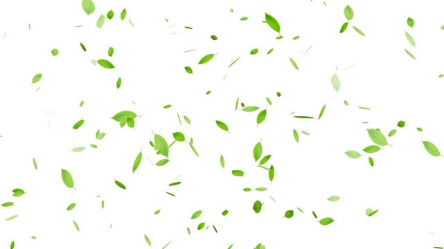 Falling Green Leaf, Autumn leaves falling animation overlay, Realistic green leaf fall animation, falling green leaves on white background.
3D animation of a mint leaves flow with alpha layer
