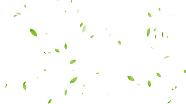 Falling Green Leaf, Autumn leaves falling animation overlay, Realistic green leaf fall animation, falling green leaves on white background.
3D animation of a mint leaves flow with alpha layer