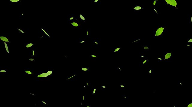 Green leaves are flying in slow motion. Green Leaves flying with Alpha Channel, Autumn spring season leaves fall,
Falling Leaves Storm &ndash; Whirlwind of Autumn Foliage Loop
