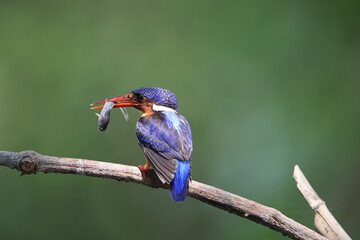 Obraz premium The blue-eared kingfisher (Alcedo meninting meninting ) is found in Asia, ranging across the Indian subcontinent and Southeast Asia. This photo was taken in Java, Indonesia.