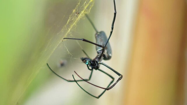 Extreme macro shot of a predator spider wrapping its prey fly in a silk cocoon on the web.