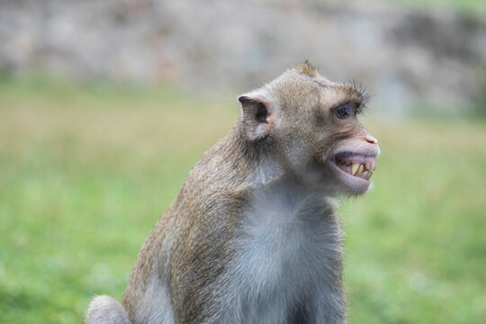 Portrait of smiling and laughing monkey. Monkeypox outbreak concept. Monkeypox is caused by monkeypox virus. Monkeypox is a viral zoonotic disease. Virus transmitted to humans from animals.