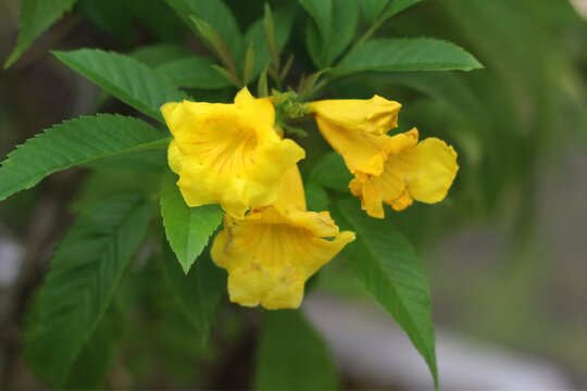 Yellow bells flowers blooming with green foliage and soft bokeh