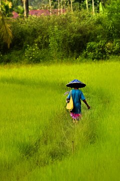 Traditional rural scene in the Harau Valley in Sumatra