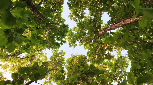 Nature background green leaves of trees looking up to sky forest canopy in summer beautiful environmental scenery sunlight shining through branches