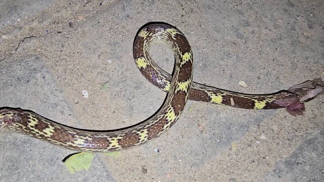 Common Wolf Snake crawling on stone ground at night, Lycodon aulicus with brown and yellow patterns, wild reptile in natural habitat