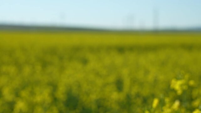 A cheerful view of a blooming yellow canola field under a bright sky. The camera dollies back from a close-up of a plant to reveal the vast field with wind turbines and power lines in the background. 