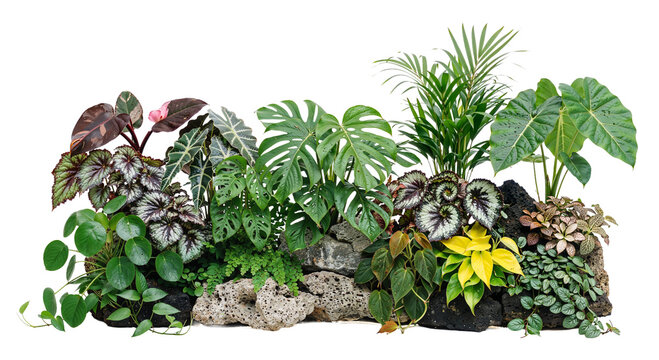 Tropical plants with colorful leaves on a transparent background