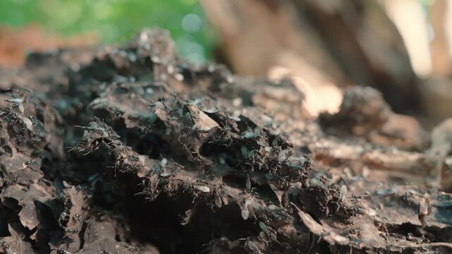 Winged Ants Swarming on Fallen Tree Trunk | Flying Ant Queens Emerging During Nuptial Flight | Macro Close-Up of Insect Colony in Forest