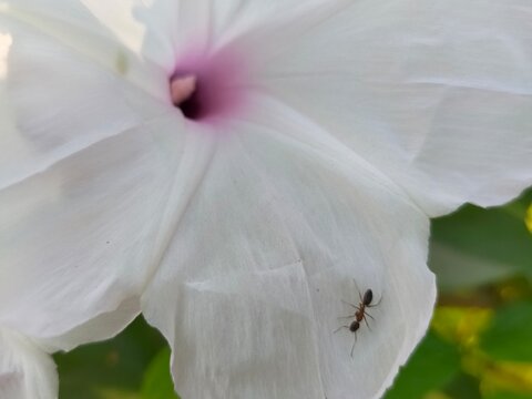 Horizontal 4x3 Macro Image of Single Small Black Ant on White Morning Glory Petal with Magenta Center and Blurred Green Foliage Background