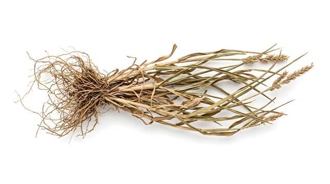 Whole Dried Indian Goosegrass Plant with Fibrous Roots - Eleusine Indica Commercial Stock Photo