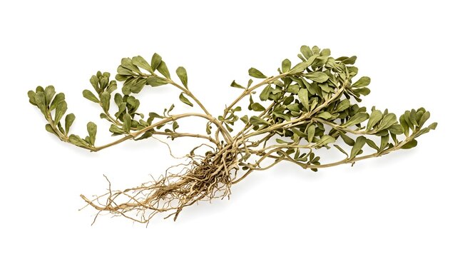 Whole Dried Water Hyssop Plant with Roots - Bacopa Monnieri Brahmi Stock Photo