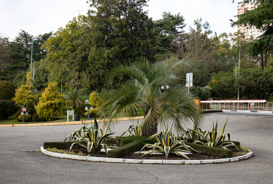 A beautiful palm tree among the greenery in the well-maintained area of Sochi in winter