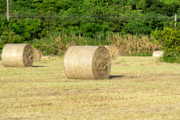 bales of hay © Noa Amel