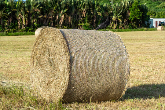 Crow Perched on Round Hay Bale in Rural Farm Field