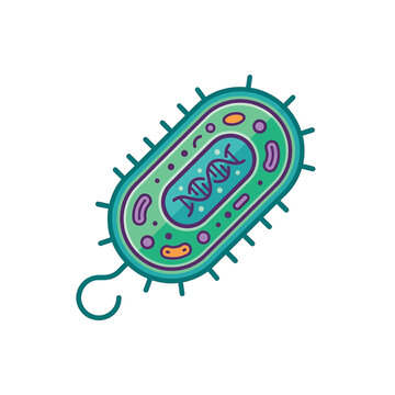 Detailed illustration of a bacterium cell.