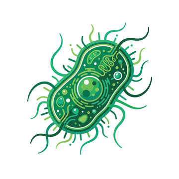 Detailed illustration of a bacterium cell.
