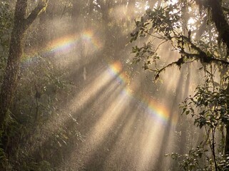 Obraz premium Sunlight rays streaming through the dense canopy of a tropical rainforest creating a soft mist and a visible rainbow effect amidst vibrant green foliage and leaves.