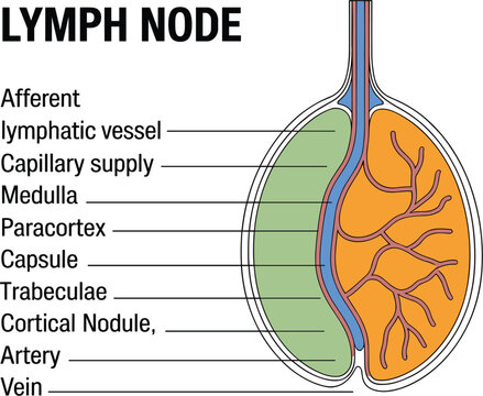 Lymph Node Anatomy Diagram Showing Afferent Lymphatic Vessel, Capsule, Medulla, Paracortex, Trabeculae, Cortical Nodule, Artery, and Vein Structure