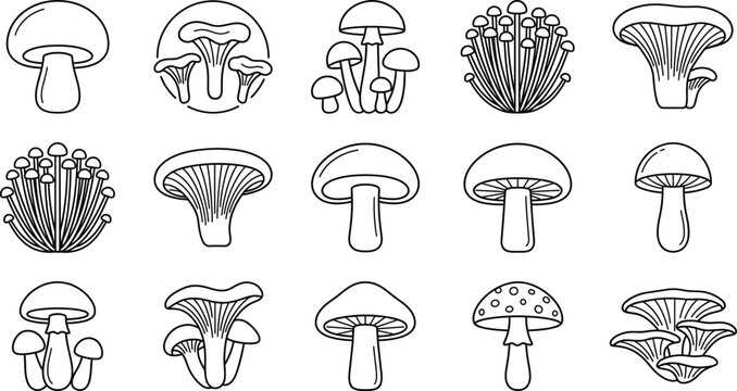 Edible and wild mushroom line art icon set featuring chanterelle enoki enokitake and agaric fungi vectors