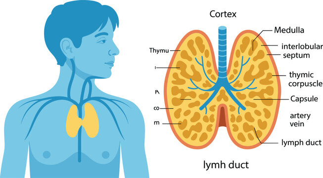 Thymus Gland Anatomy Diagram Showing Cortex, Medulla, Interlobular Septum, Thymic Corpuscle, Capsule, Blood Vessels, and Lymph Duct Structure