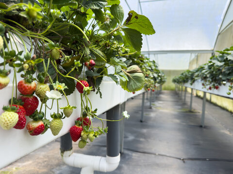 Strawberry plants grow inside a greenhouse during the summer season
