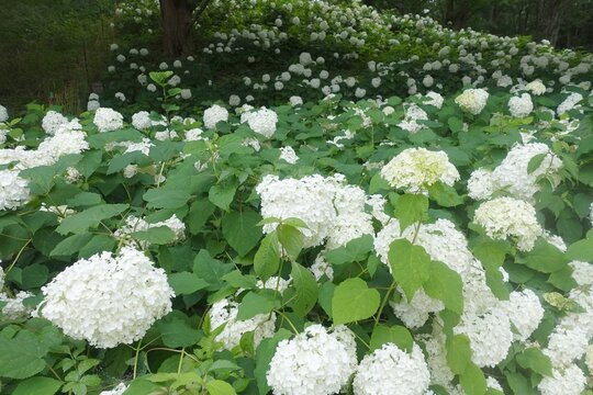 Early summer garden seen through white annabelle flowers