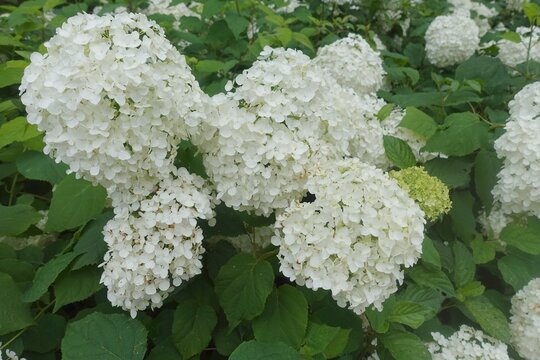Field of white annabelle hydrangeas in a summer park