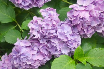 Fototapeta premium Purple hydrangeas covering a rainy season park