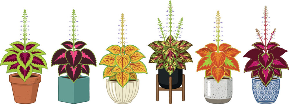 Potted coleus plants vector vector set featuring colorful ornamental foliage house plants in decorative ceramic planters for home interior decor