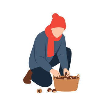 Vector illustration of hands collecting wild chestnuts from forest ground during autumn harvest. Edible nuts in spiky green shells on soil with dry fallen leaves.
