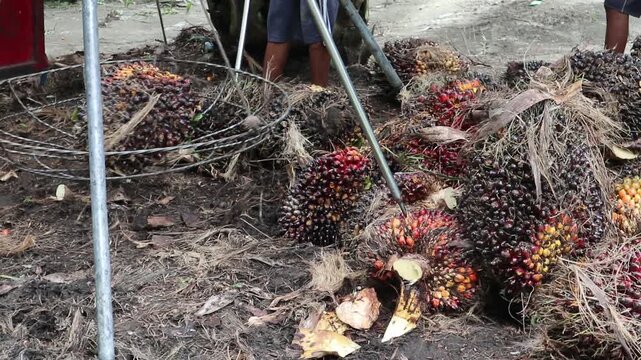 Close-up view of palm oil fruit weighing activity