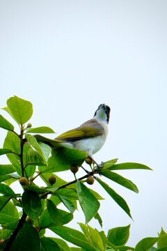 White-eared Sibia Perched on a Tree in Yangmingshan National Park, Taiwan