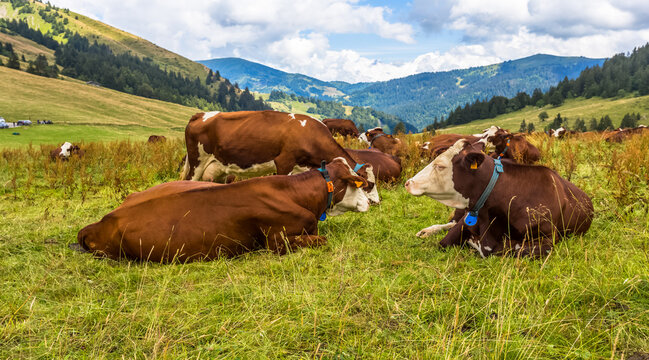 Vaches laiti&egrave;res au col des Aravis, la Clusaz, Savoie