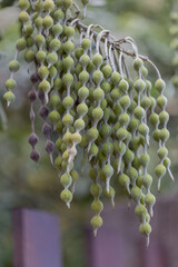 Obraz premium Arbre chapelet, sophrora tomentosa 