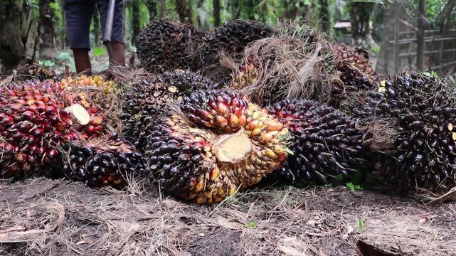 close-up view of ripe oil palm fruit